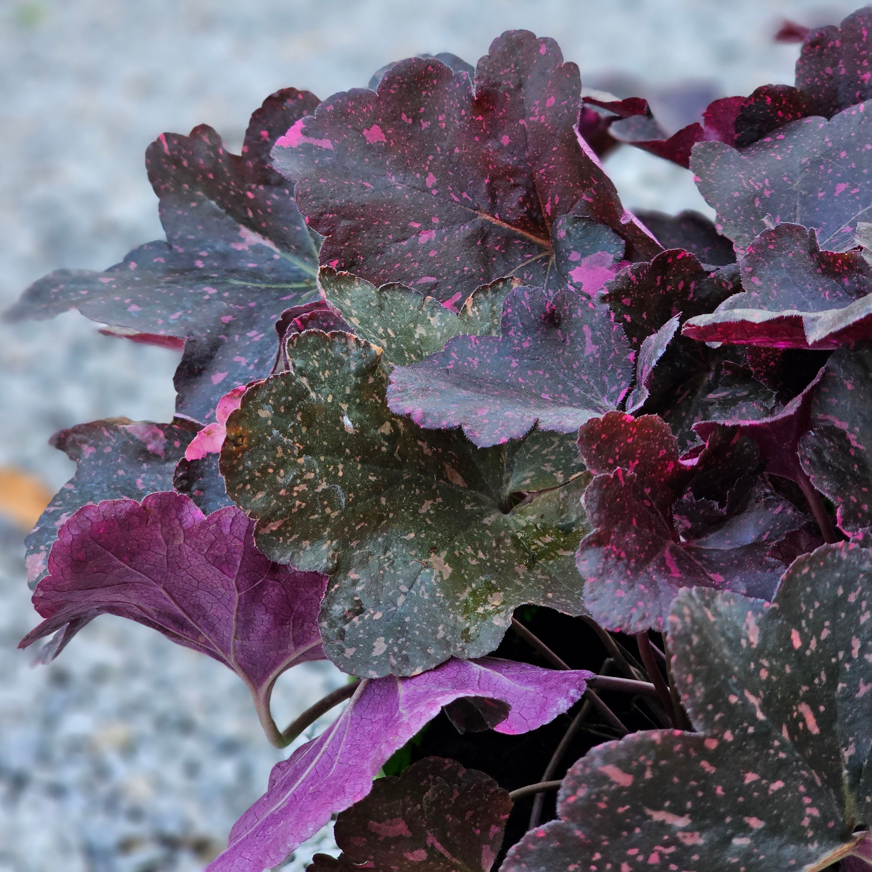 Heuchera 'Wild Rose' (5 Lt)