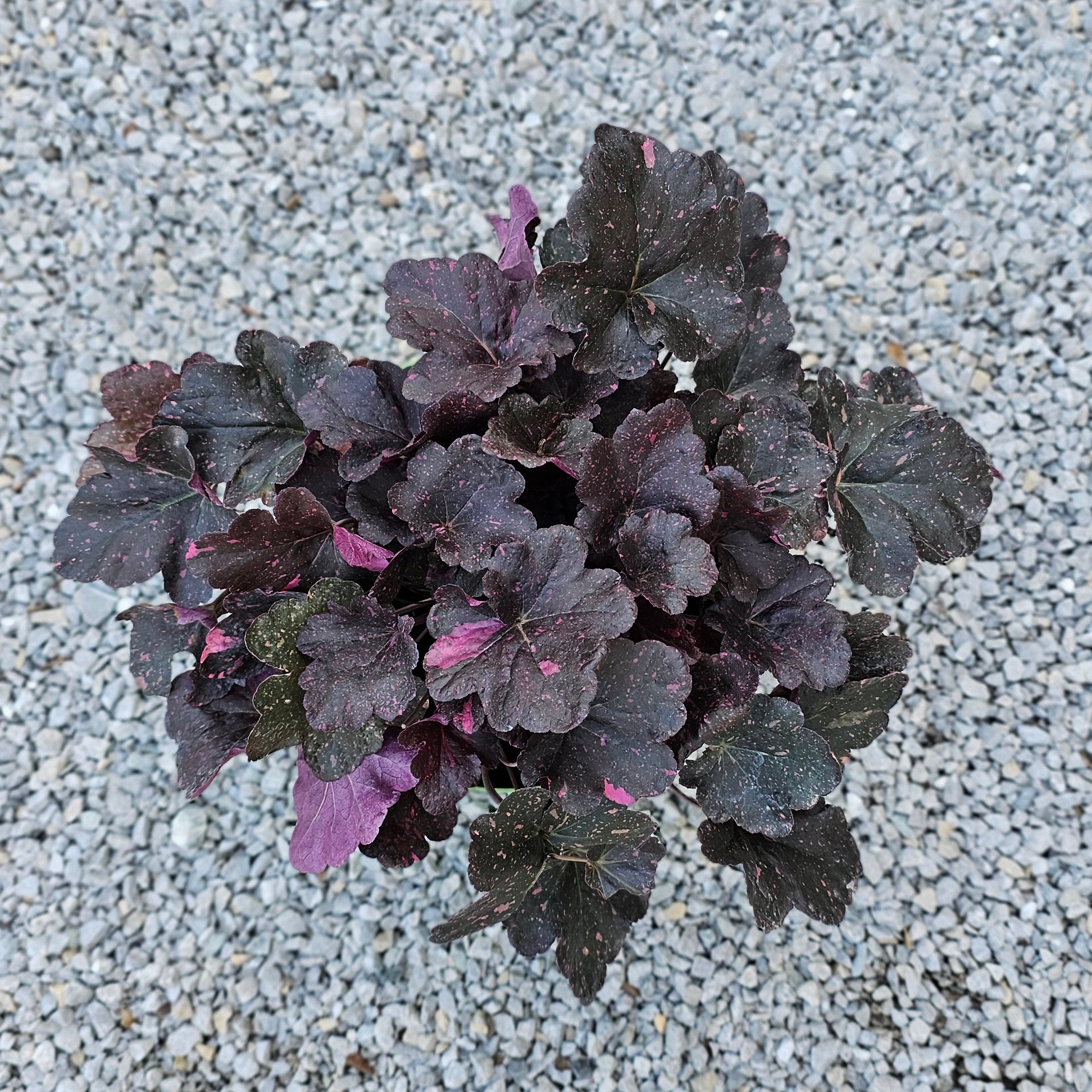 Heuchera Wwild Rose 5 LT