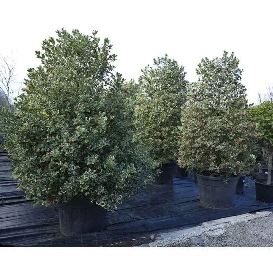 Ilex aquıfolium pyramidalis - Alacalı çoban püskülü (200-250 cm)