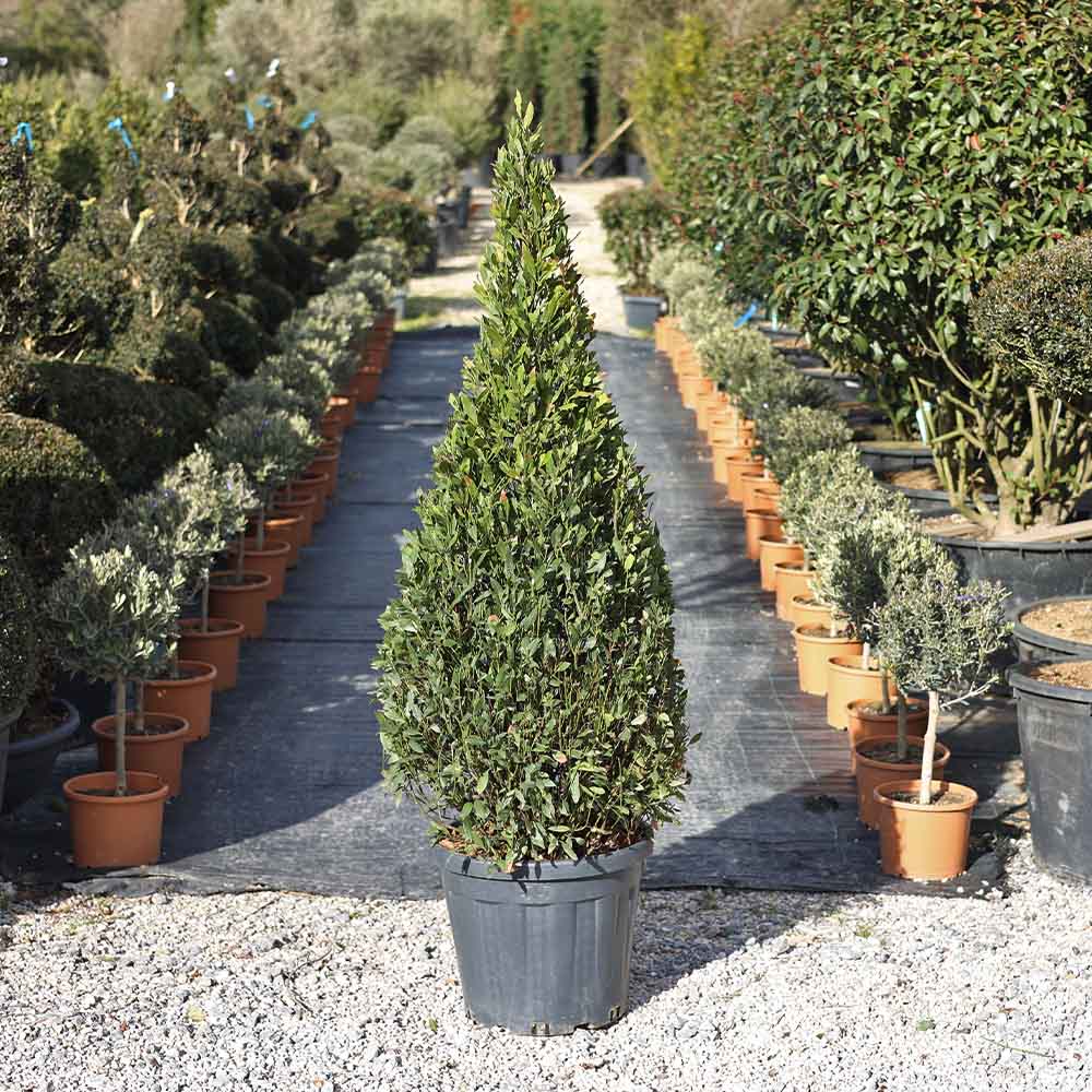 Laurus nobilis pyramidal - Piramidal defne (150- 175 cm)