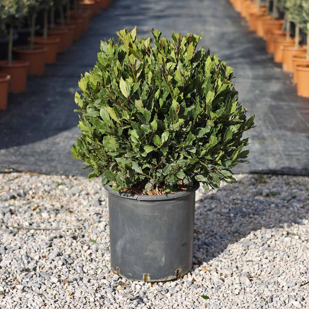 Laurus nobilis ball - Top defne ( 50-60 cm)