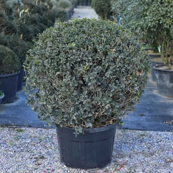 Osmanthus aquifolium palla - Osmantus top (100-120 cm)