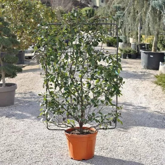 Photinia serrulata 'Red Robin' spalliera - Alev ağacı çit (35 Lt)