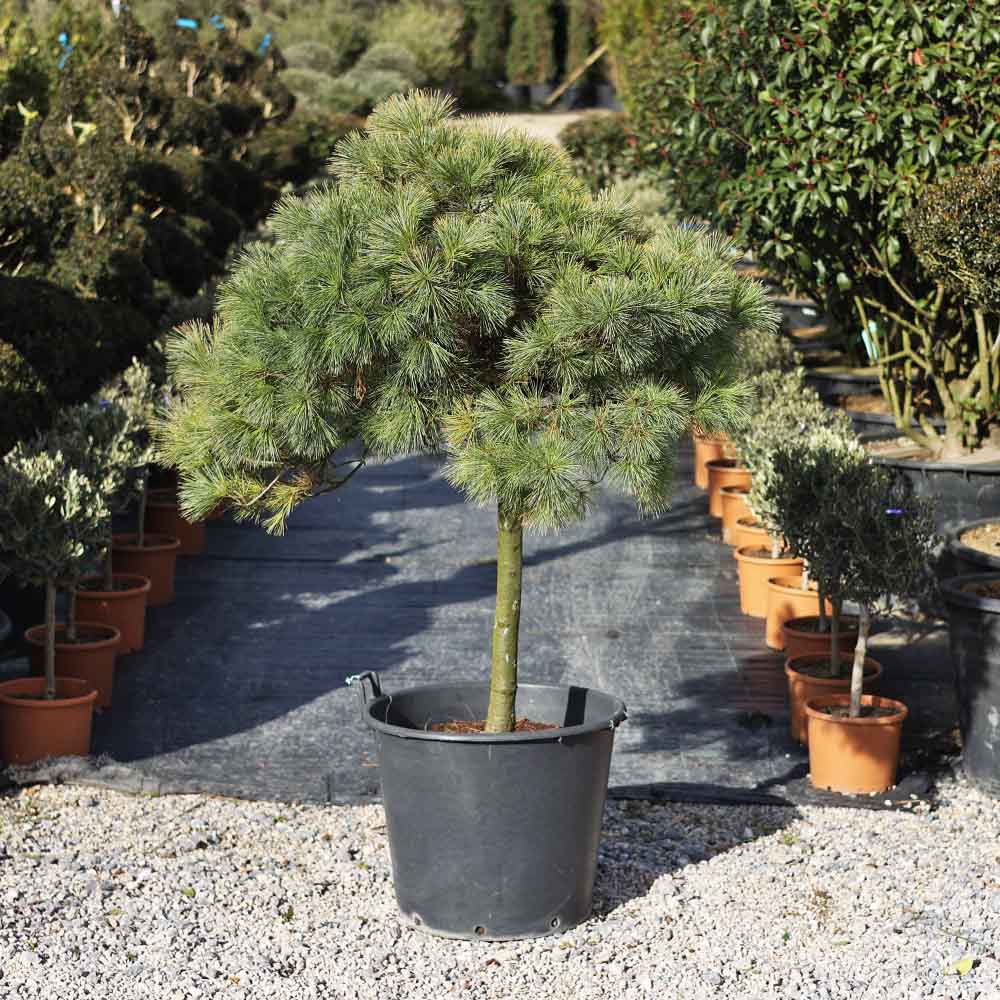 Pinus strobus 'Nana' - (175-200 cm)